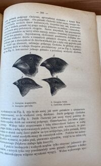 Zdjęcie nr 3 okładki Darwin Karol /przeł. Nusbaum Józef/ Podróż naturalisty. Dziennik spostrzeżeń dotyczących historyi naturalnej i geologii okolic, zwiedzonych podczas podróży naokoło świata na okręcie J.K.M. "Beagle" pod dowództwem kapiatana Fitz 